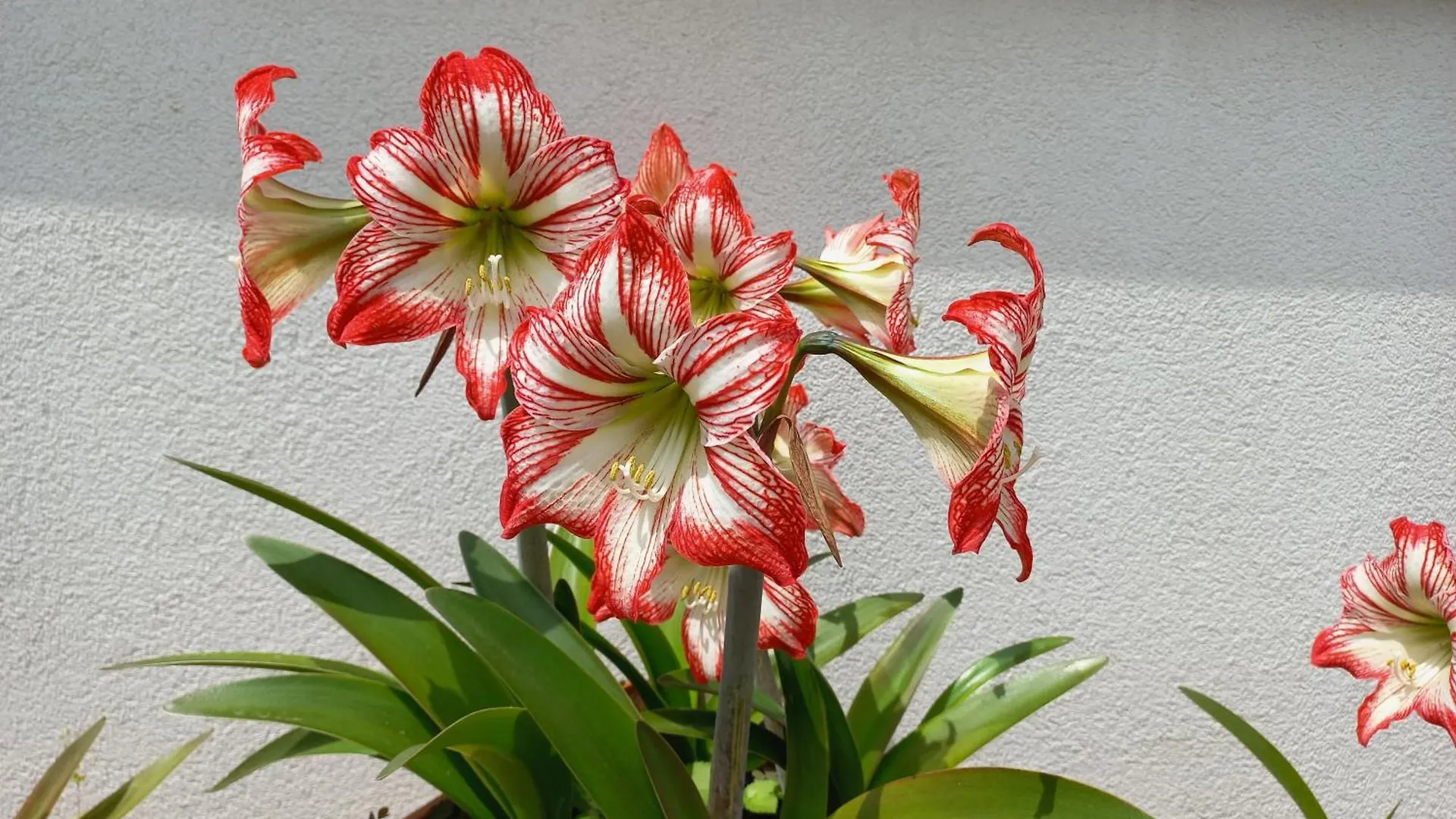 Appartamento Le Magnolie Mestre 0*,  Italie