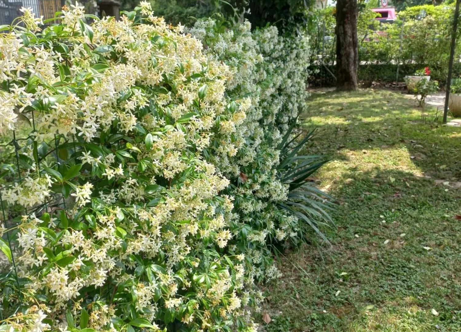 Appartamento Le Magnolie Mestre Appartement
